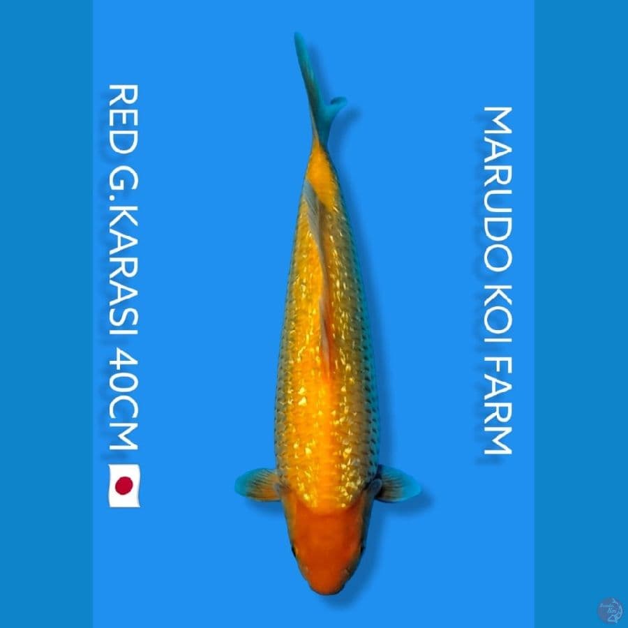 Red G.Karasi Marudo 40cm