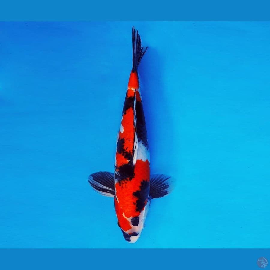 KARURA 2 - SHOWA EVO 40 cm/male ®