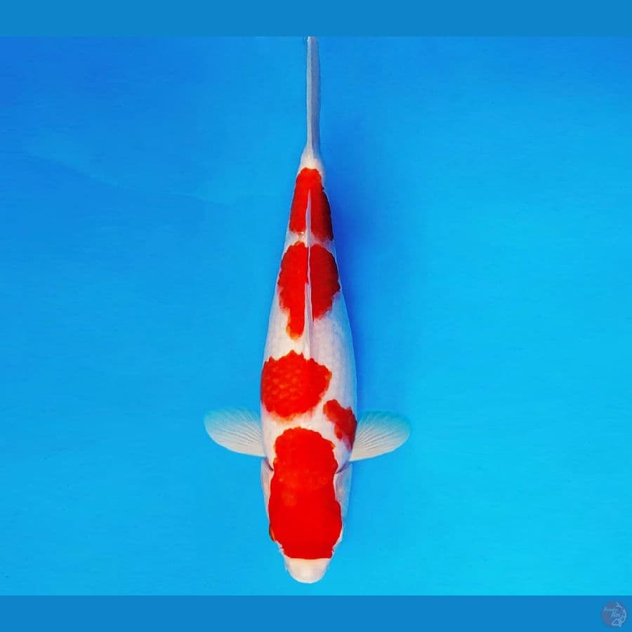 KARURA 3 - KOHAKU 34 cm/fm ®