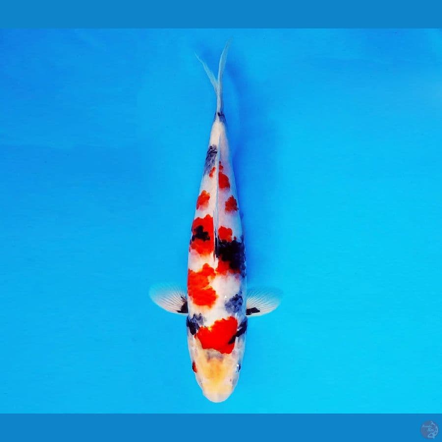 KARURA 4 - SAKRA SHOWA EVO 31 cm/male ®