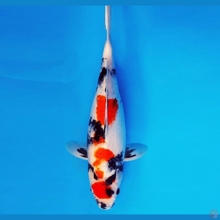 KARURA 6 - KINDAI SHOWA 38 cm/fm ®