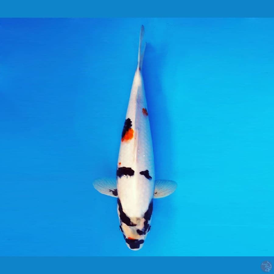 KARURA 8 - KINDAI SHOWA 45 cm/fm ®