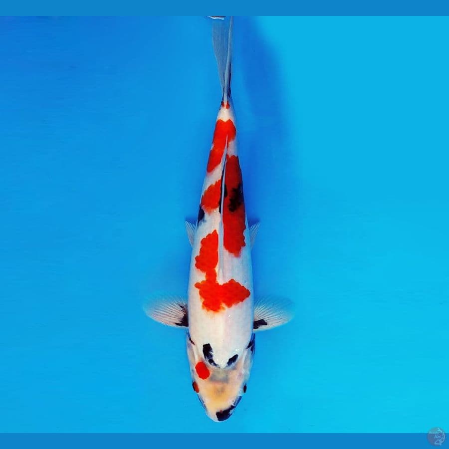 KARURA 9 - SHOWA EVOLUTION 33 cm/male ®