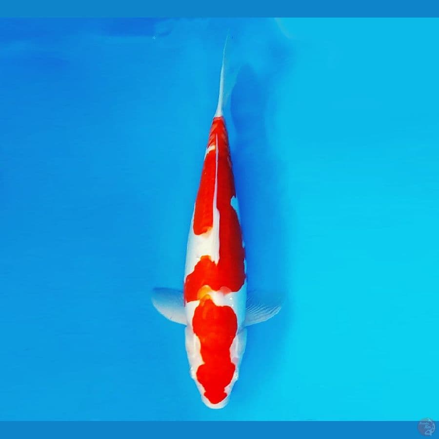 KARURA 13 - INASUMA KOHAKU DOITSU 34 cm/fm ®
