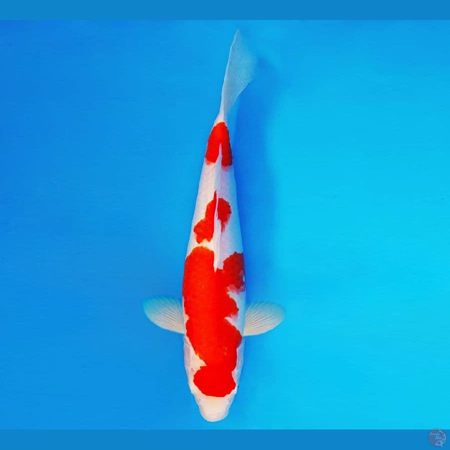 KARURA 14 - KOHAKU 35 cm/fm ®