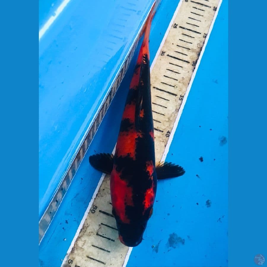 hi utsuri 27cm