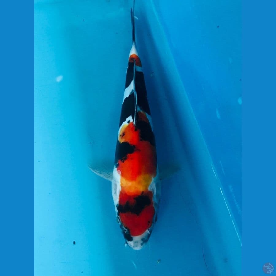 showa doitsu 20cm