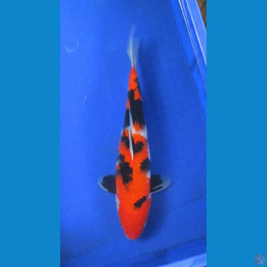 showa ±36cm