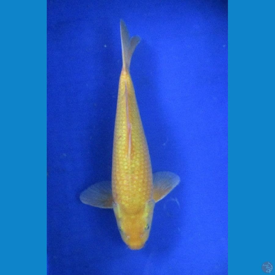 karashi ,±37cm jantan