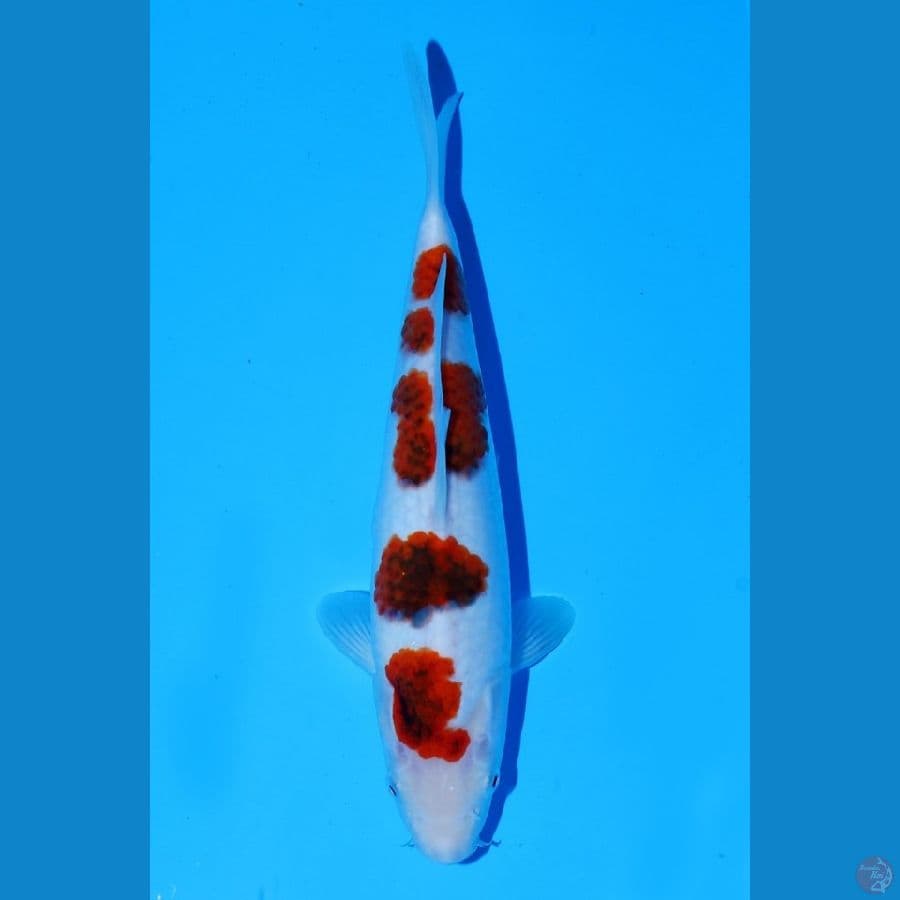 Ai Goromo SQ 28cm