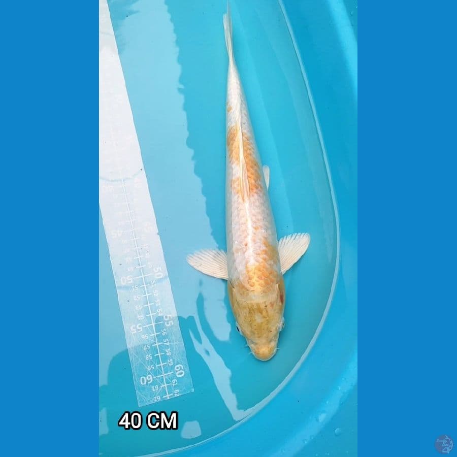 Hariwake 40 CM Jantan