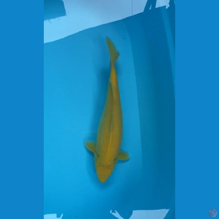 Karasi Lemon