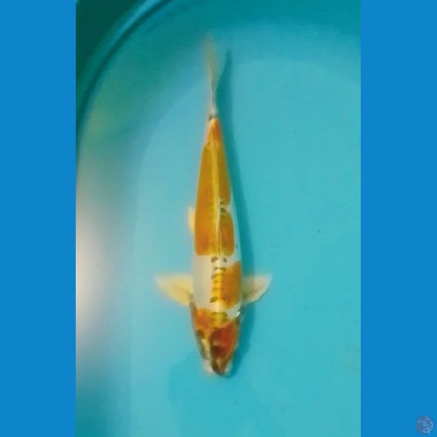 Kin Kikokuryu 40cm (M)