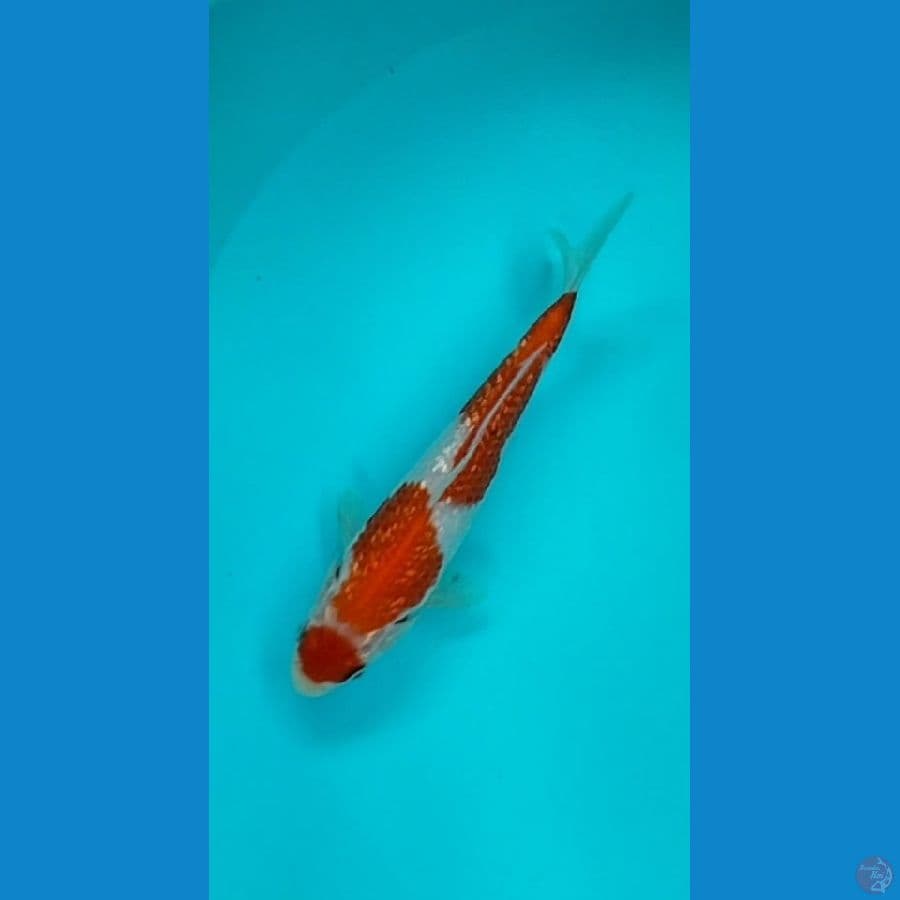 Maruten Kohaku Ginrin 20bu