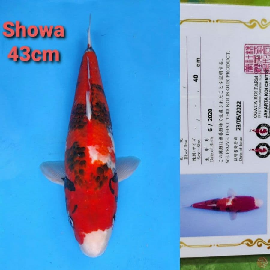 OGATA SHOWA 43CM SERTI