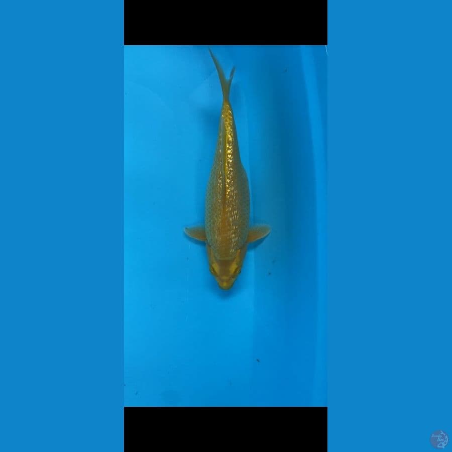 Karasi Ginrin 25cm