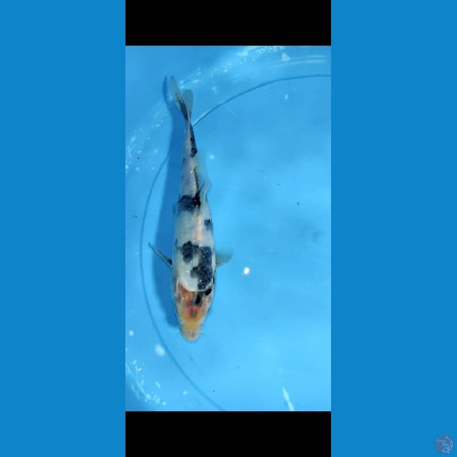shiro 24cm ,,tinggal naikin sumi
