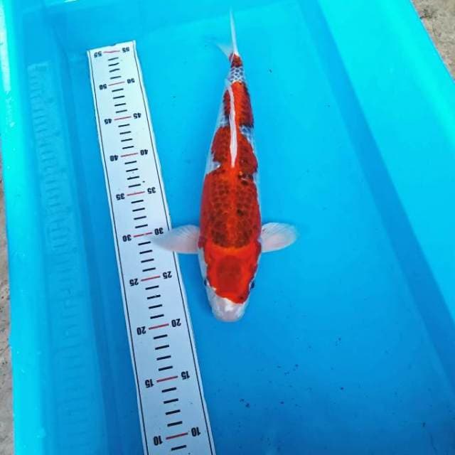 RED KUJAKU