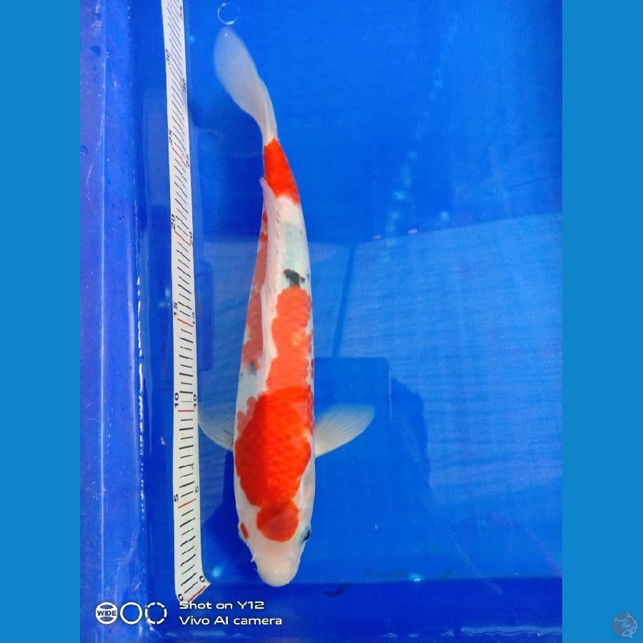showa 31cm