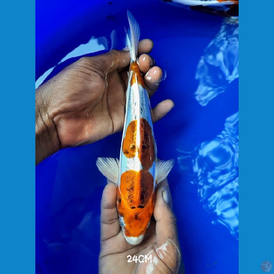 Kikoryu 24CM