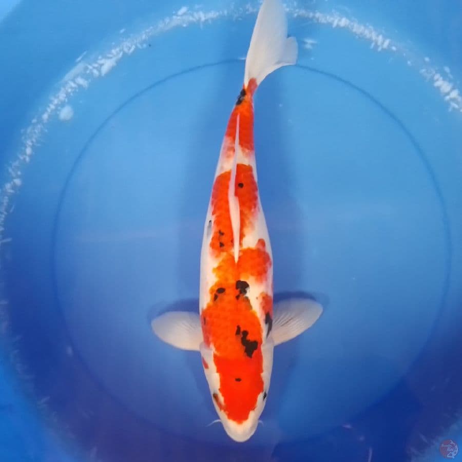 sanke F 42