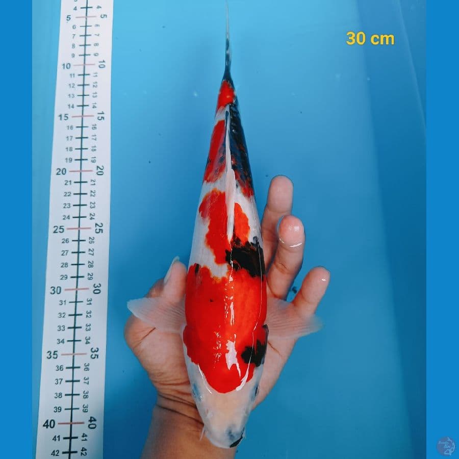 SQ Showa 30 cm
