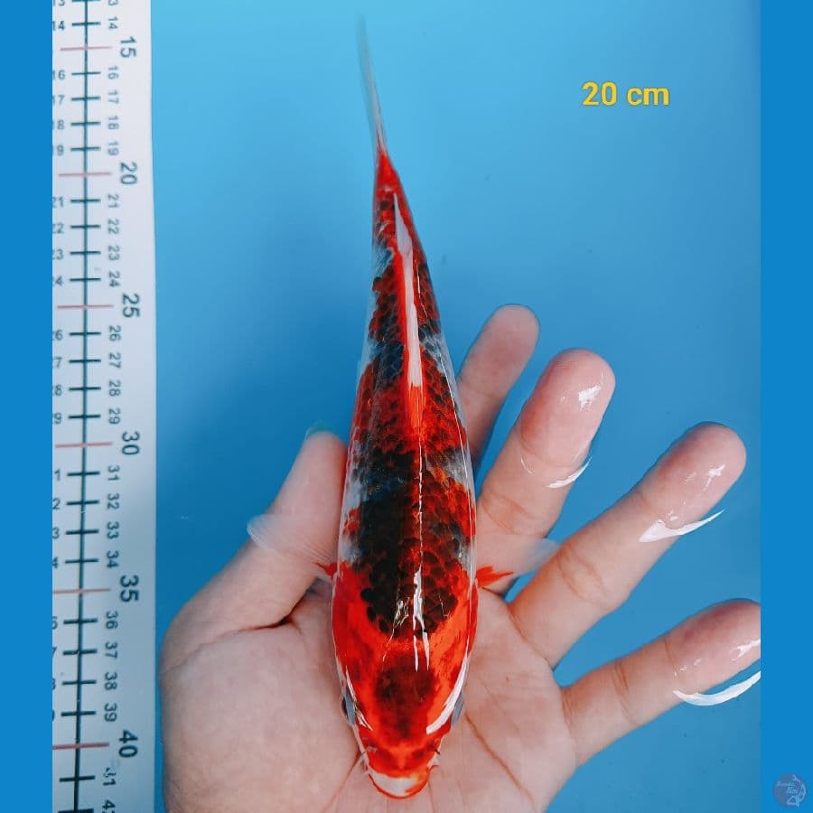 Gosiki racing 20 cm