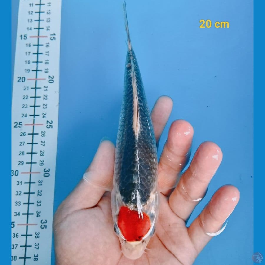 Tancho gosiki 20 cm