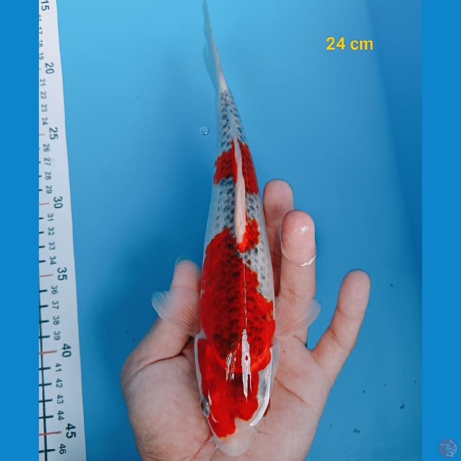 Gosiki 24 cm