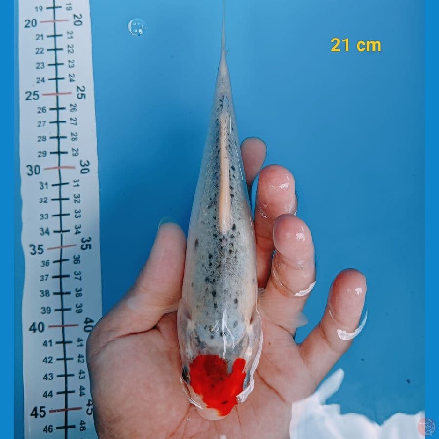 Tancho Gosiki 20 cm