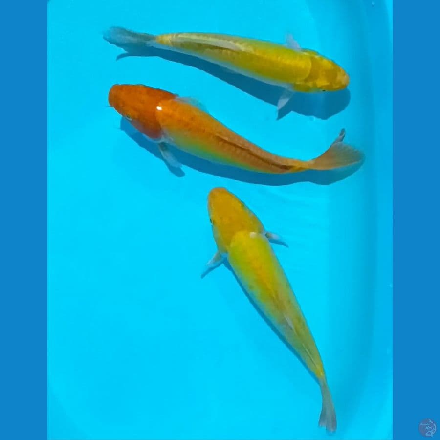 Karasi Doit 29-31-32 cm