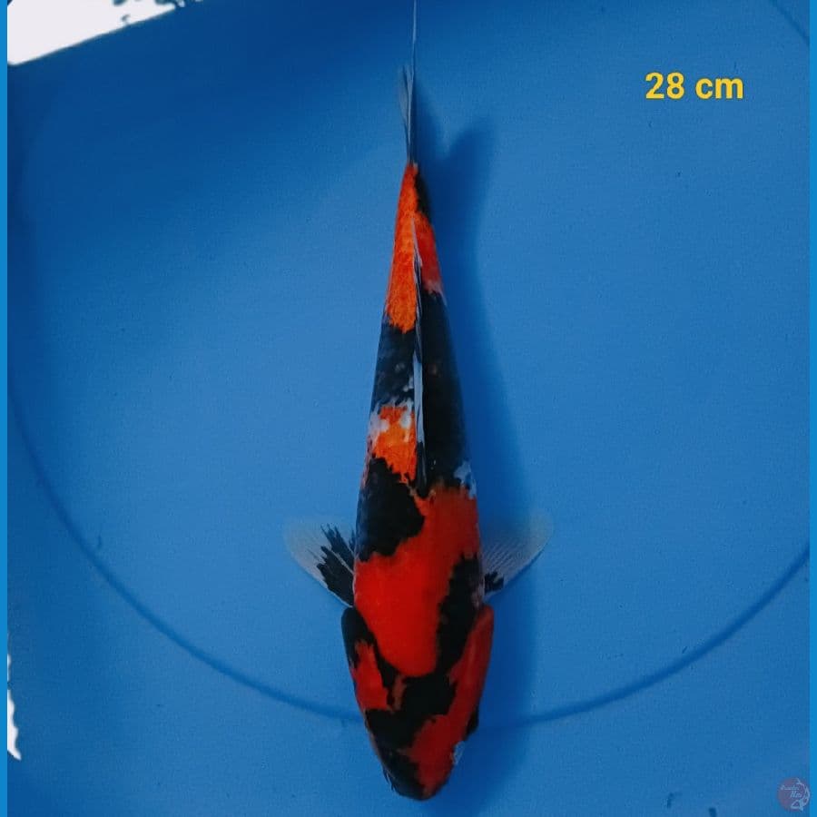 SQ HiShowa 28 cm