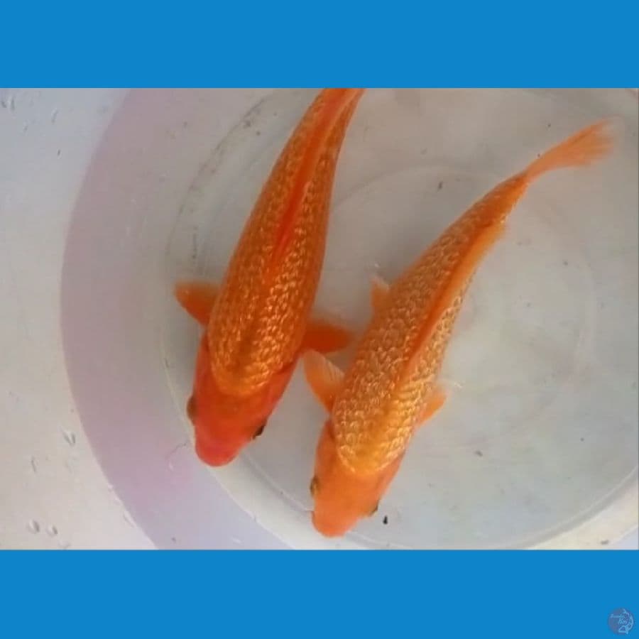 Kingrin C red karasi 20-23 cm