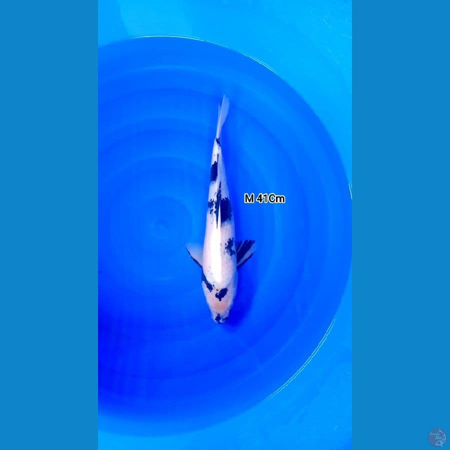 Shiro 41Cm Male