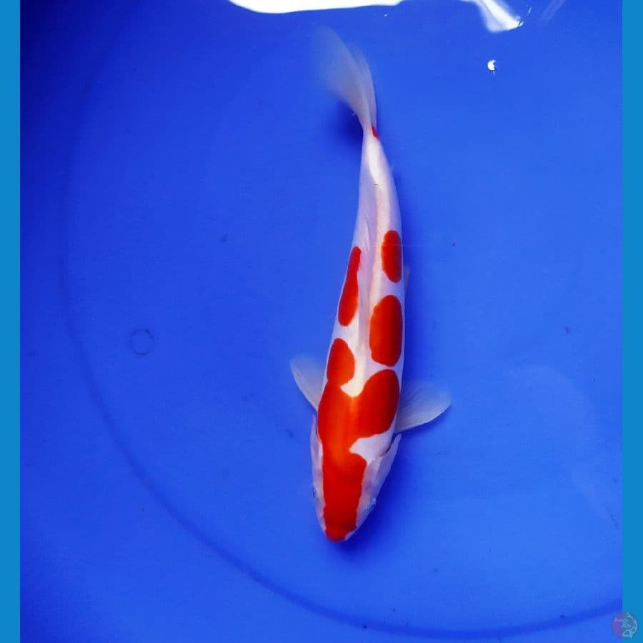 kohaku doitsu murni