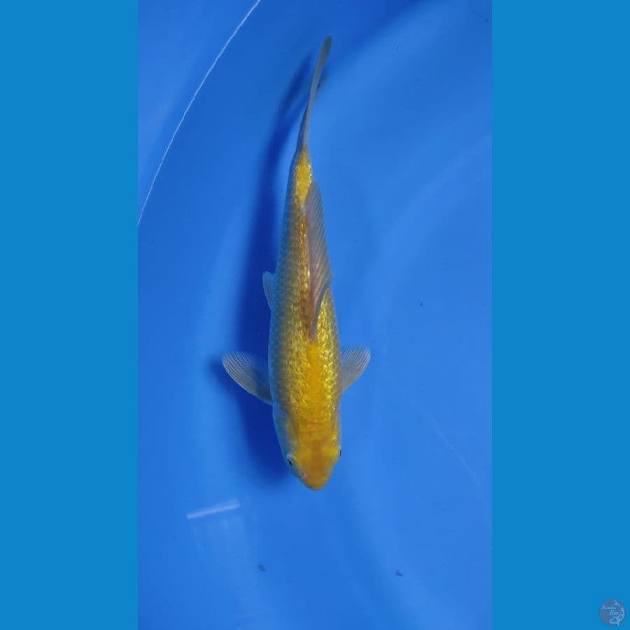 karashi full gindrin mata merah 25cm male