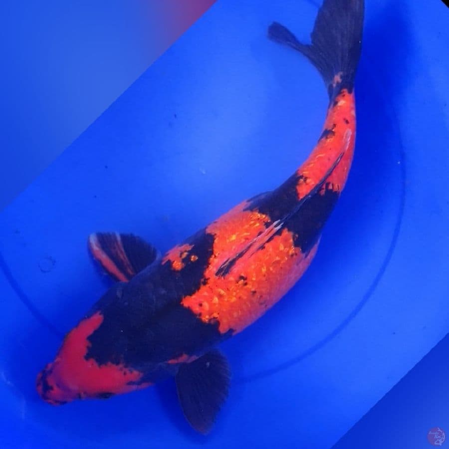 HIUTSURI 50CM