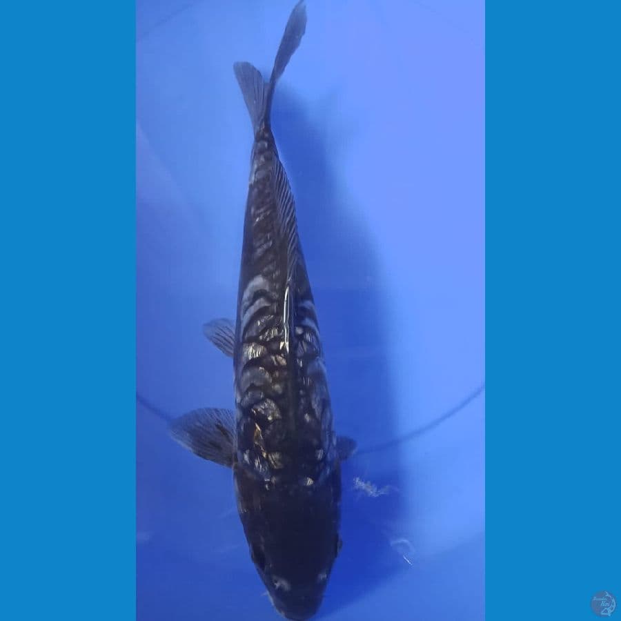Kawarimono Sisik naga