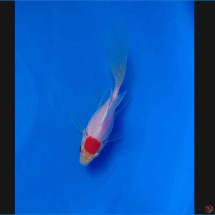 Tancho Tamasaba F1 Parents Marushin 17cm