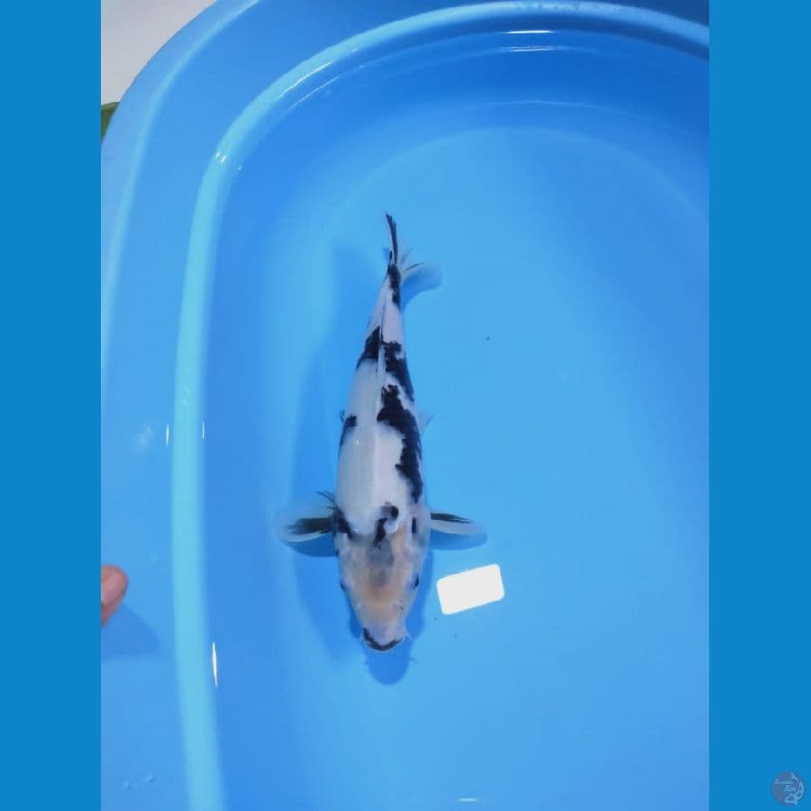 MKC KOI GRUB