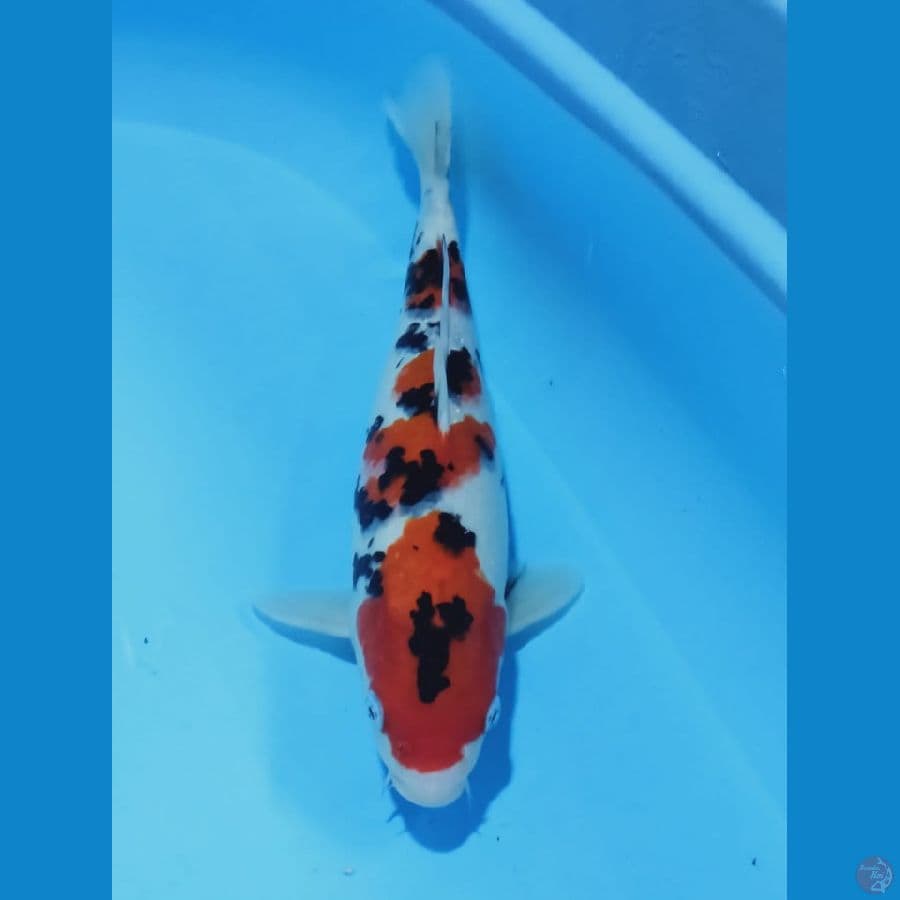 MKC KOI GRUB