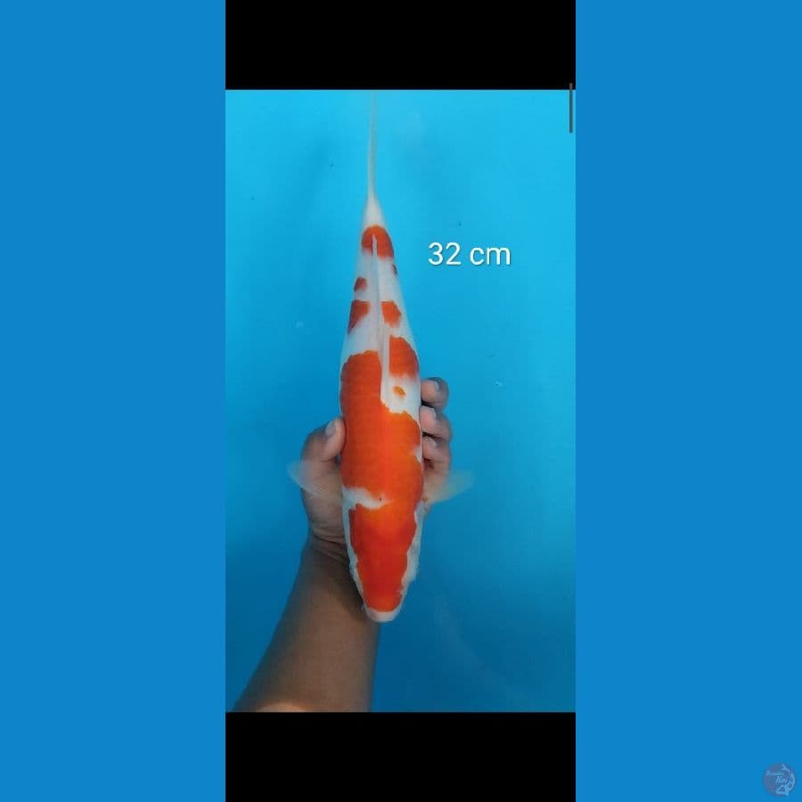 kohaku