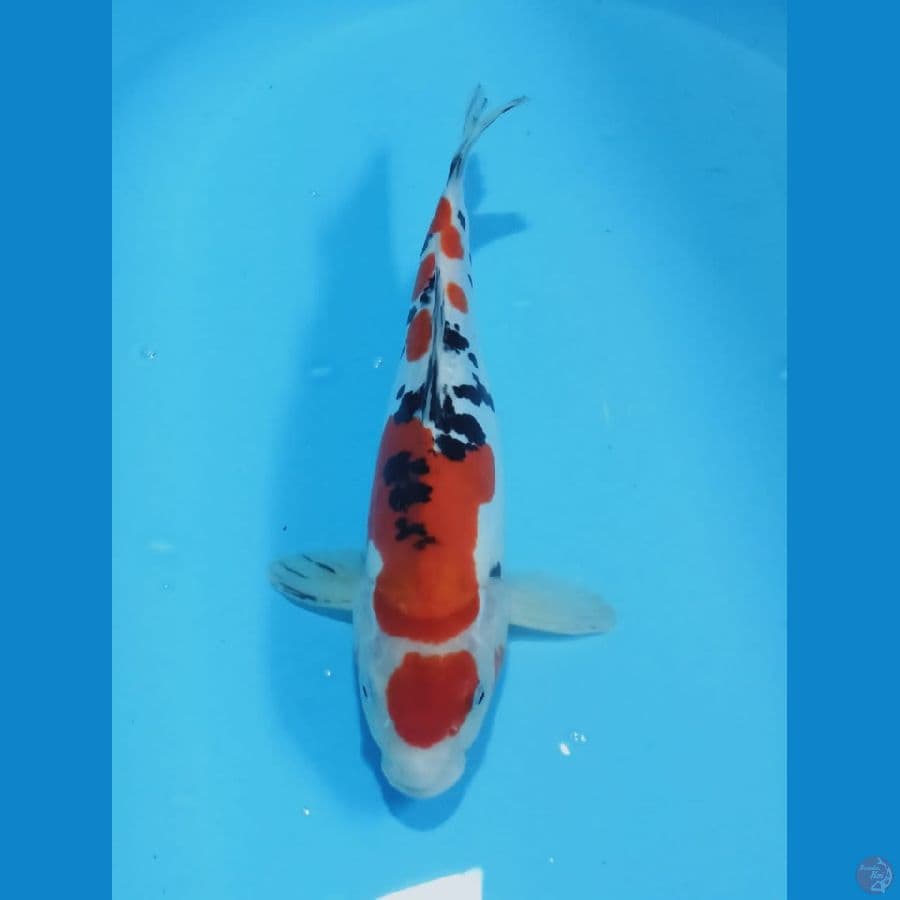 MKC KOI GRUB