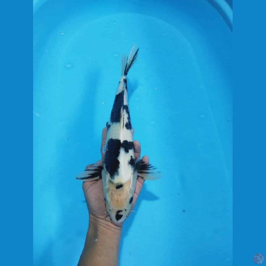 MKC KOI GRUB