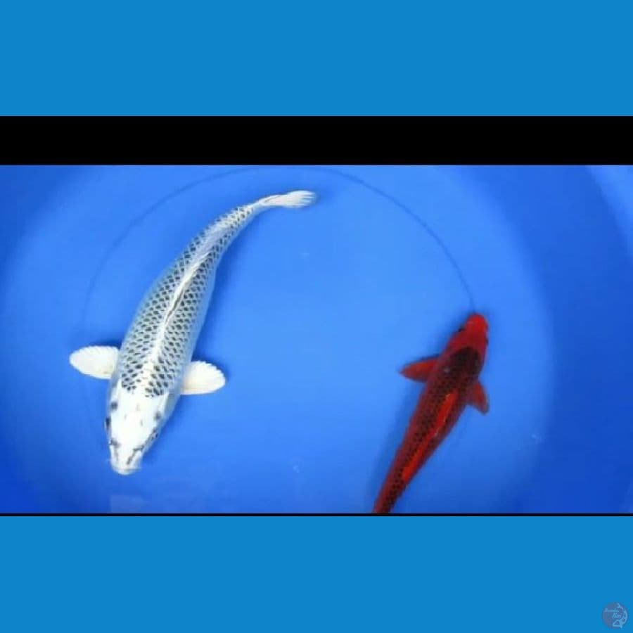 MKC KOI GRUB