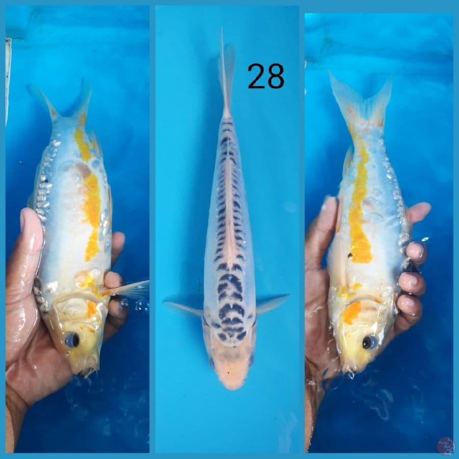 shusui, 28cm male
