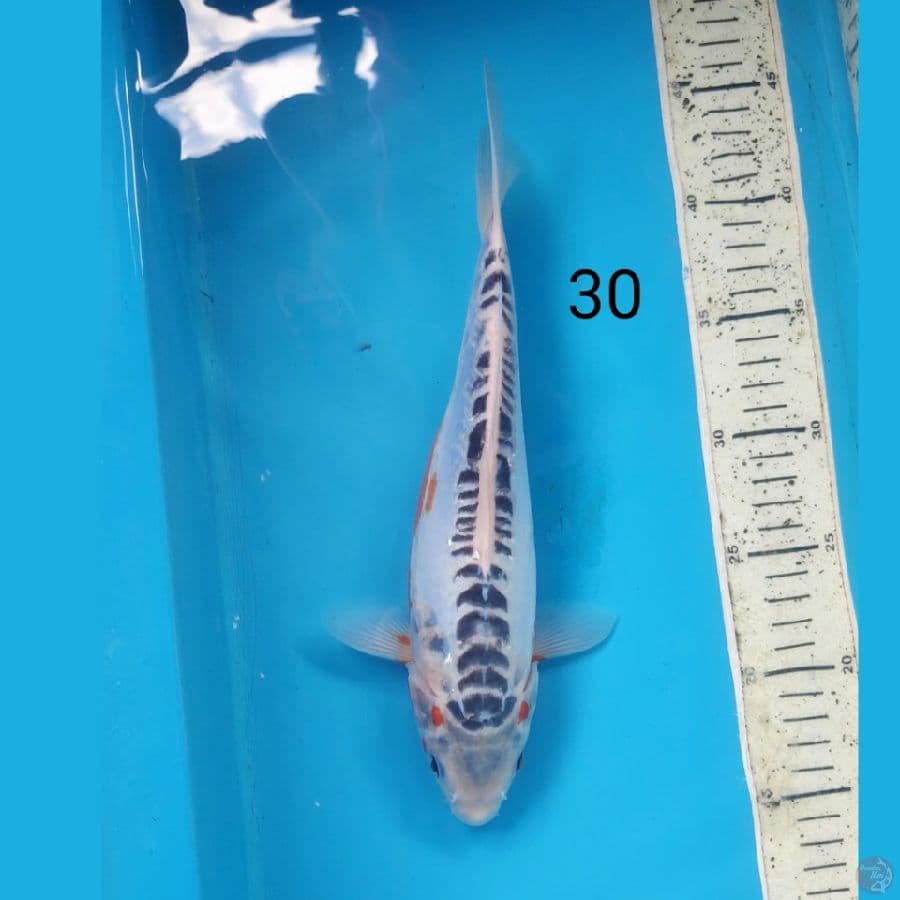 shusui, 30cm female