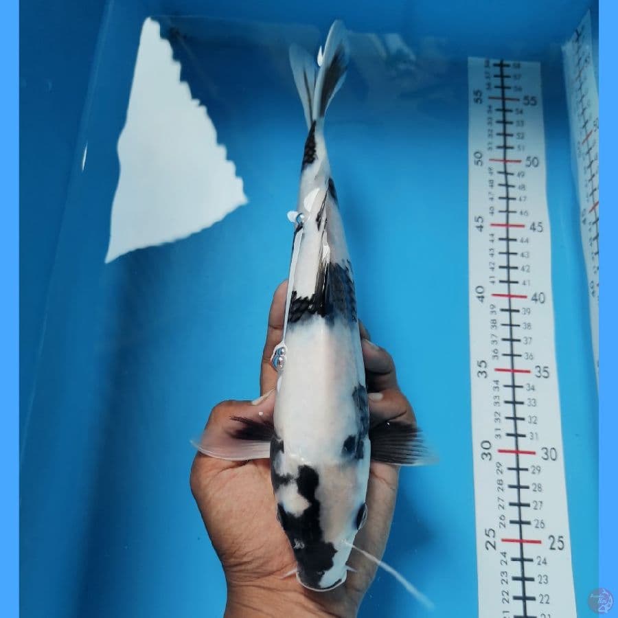 SHIRO UTSURI 30CM - READY SHOW