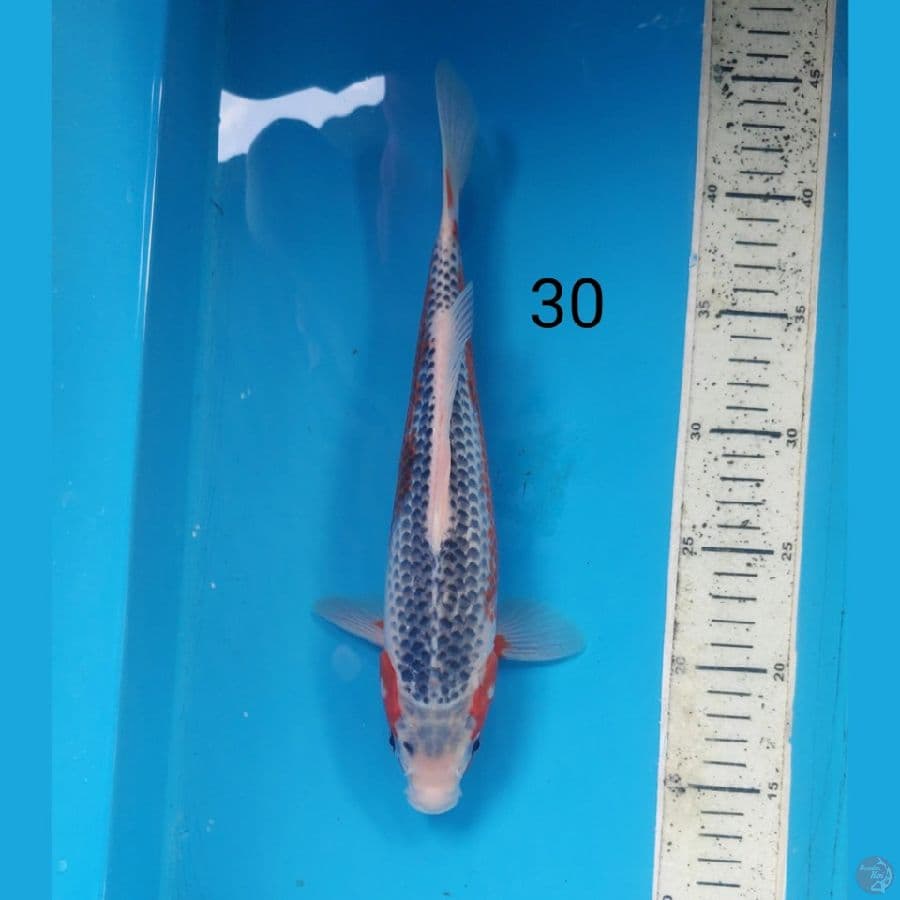 asagi, 30cm male