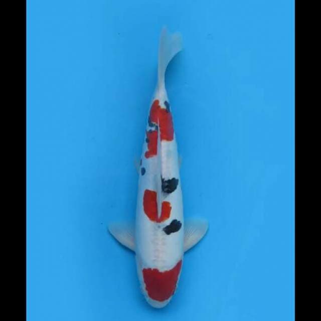 35cm Male - Sanke Doitsu Good Skin